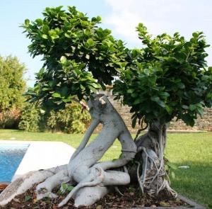 Esempalre bonsai
